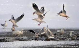 群鸟图片,自然交响乐章